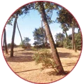 La forêt de pins